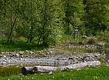 Tümpel des Lernbiotops am Riedlewald der Stadt Friedrichshafen (Foto: Stadt Friedrichshafen)
