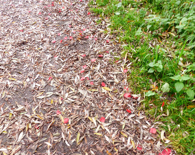 Weg mit Steinen, Blättern und künstlichen Rosenblättern