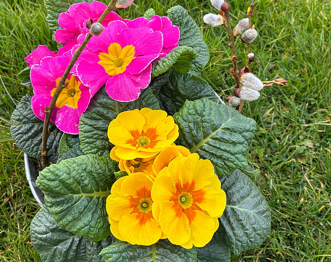 Primeln (Foto: Stadt Friedrichshafen)