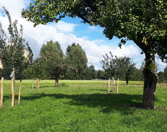 Bäume auf grüner Wiese