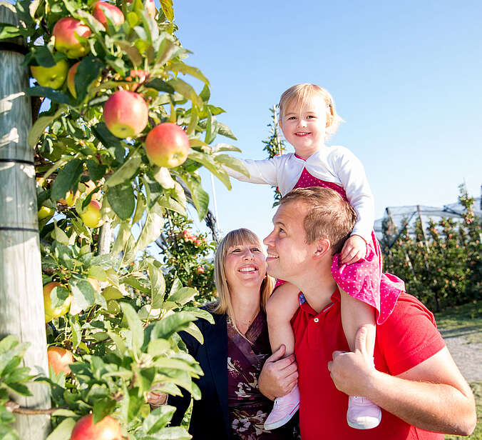 Mädchen auf dem Rücken des Papas pflückt einen Apfel