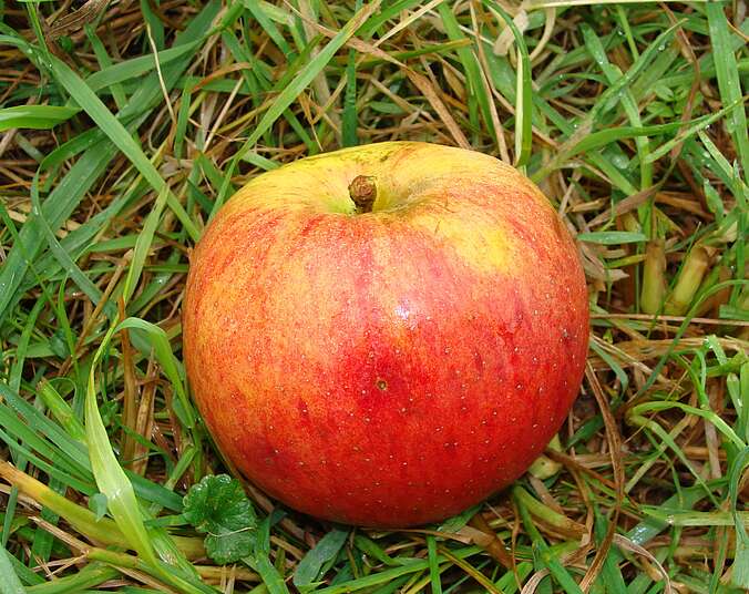Apfel liegt im Gras