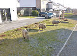 Spielplatz mit drei Wackel-Wildschweinen aus Holz, im Hintergrund Häuser und Autos