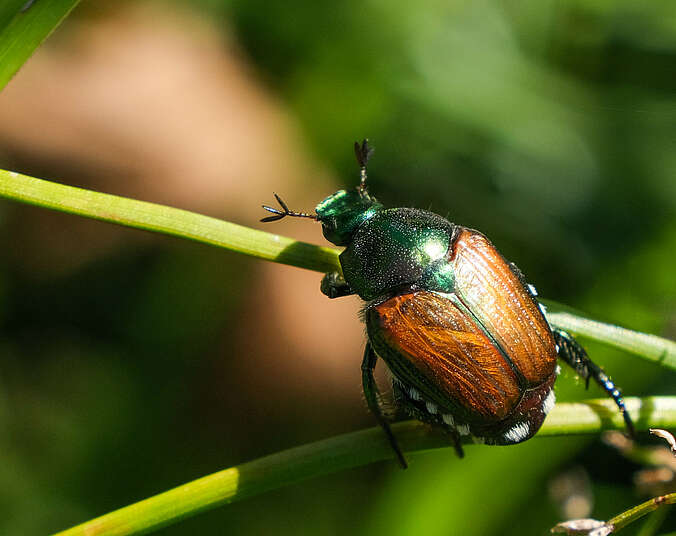 Japankäfer  (Foto: Aline Knoblauch, Bundesamt für Umwelt BAFU)