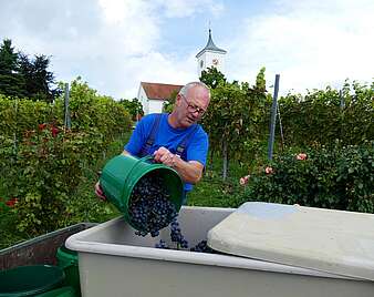 weinlese