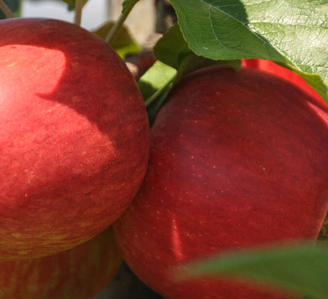 Äpfel