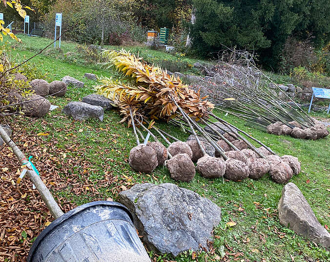 Zahlreiche Bäume mit Wurzelballen.