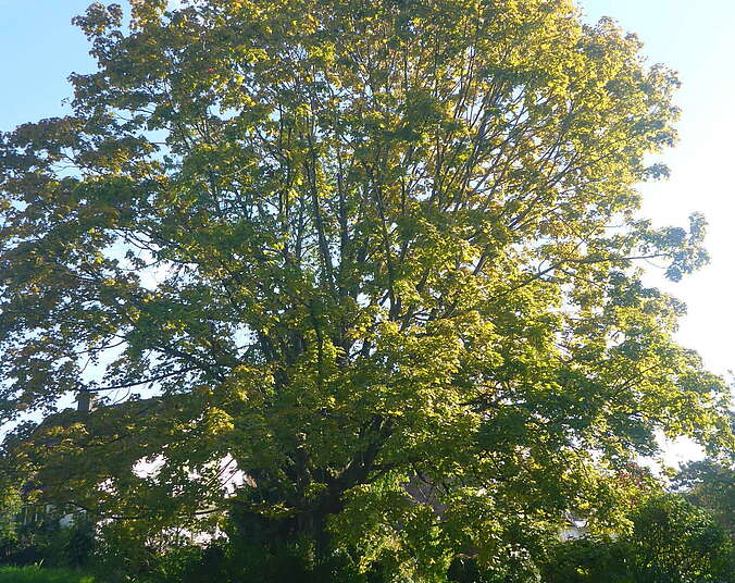 Baum auf Wiese