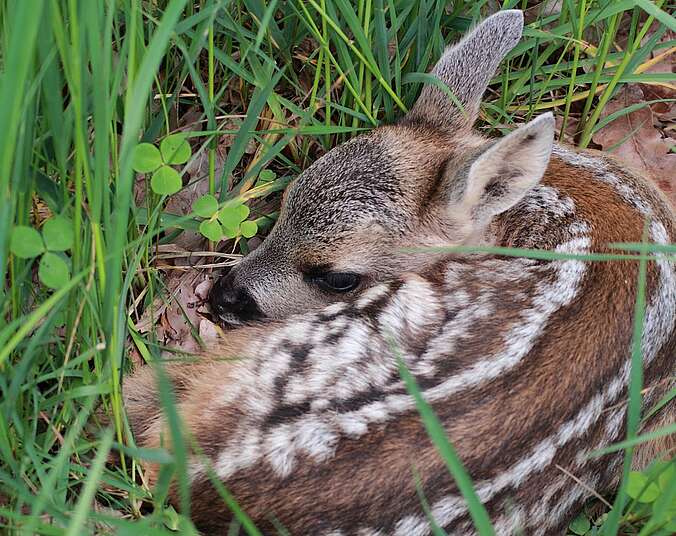 Rehkitz versteckt im Gras. (Foto: Landratsamt Bodenseekreis)