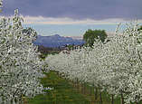 Apfelblüten