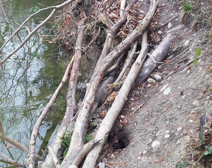 Rotach-Wanderweg, Böschung (Foto: Stadt Friedrichshafen)