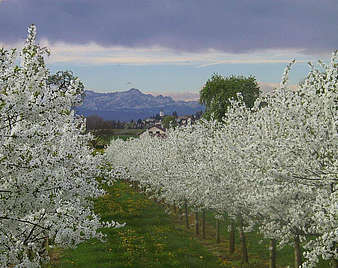 Apfelblüten