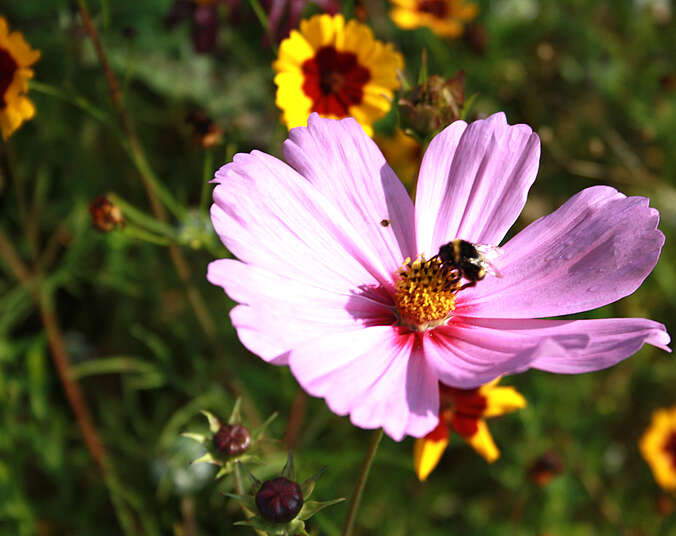 Insekt sitzt auf Blüte