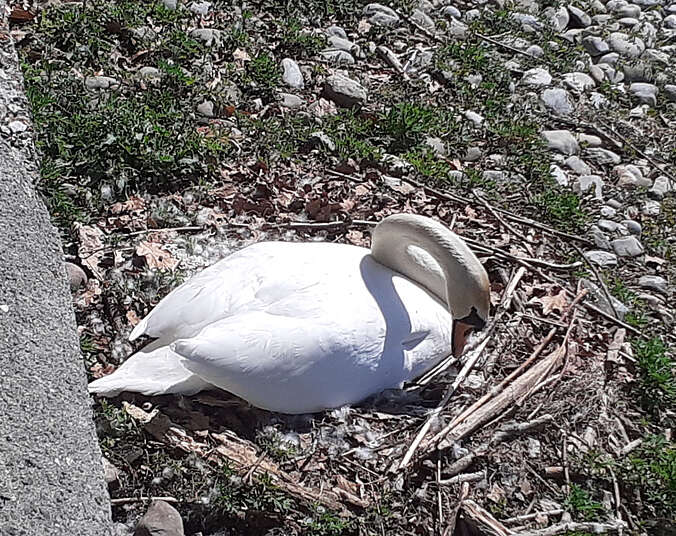 Weißer Schwan sitzt im Nest