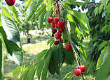Kirschbaum