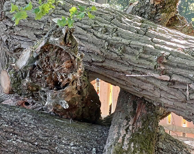 Übereinanderliegende Stammteile aus Holz mit einem Insektennest.